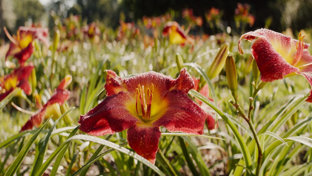 Kaçakçı İndir - görsel 10