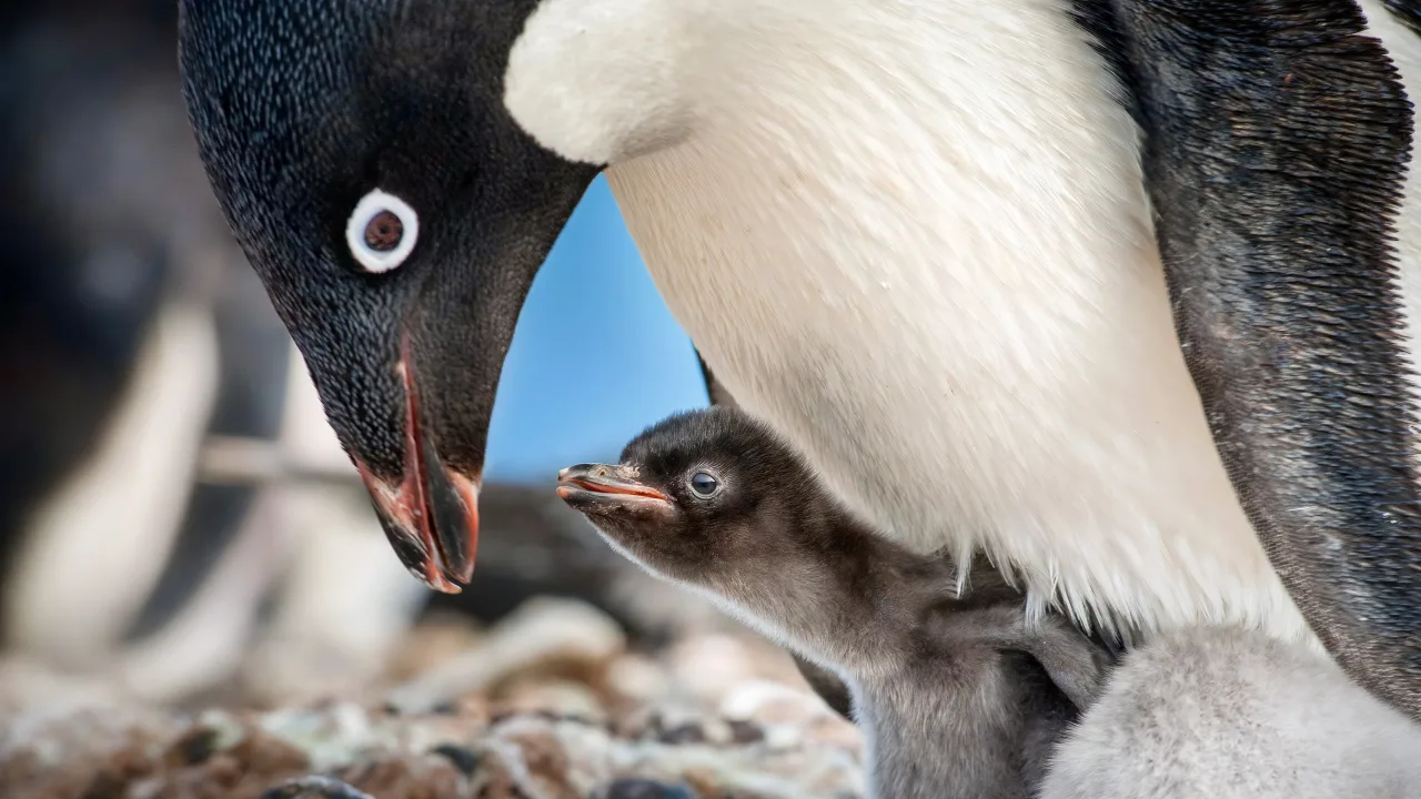 Penguenler İndir - görsel 2