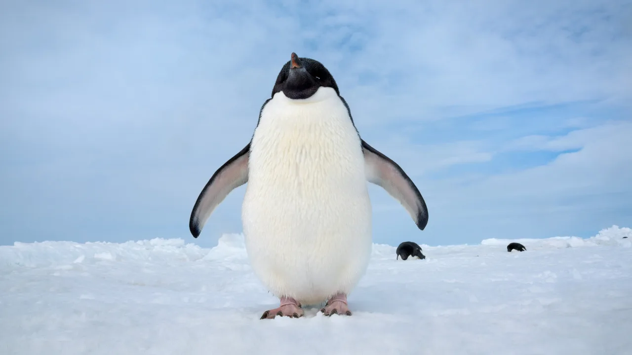 Penguenler İndir - görsel 3
