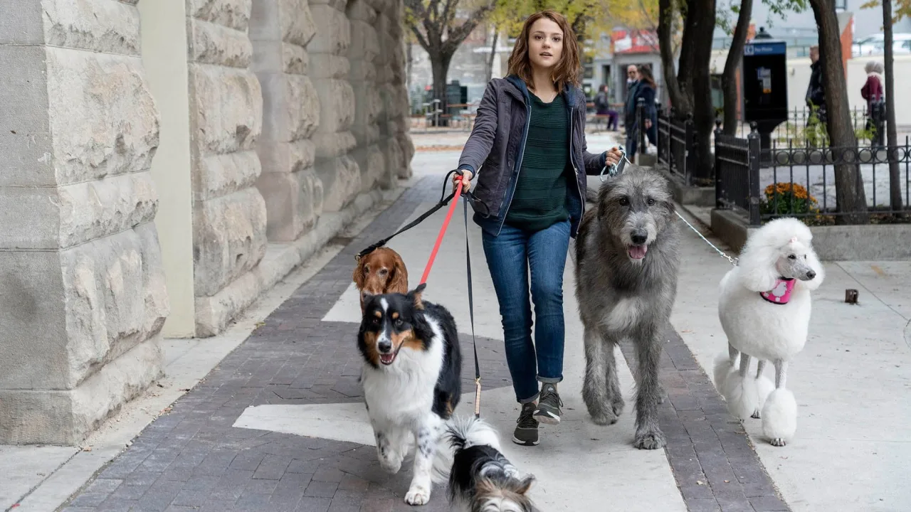 A Dog's Journey İndir - görsel 1