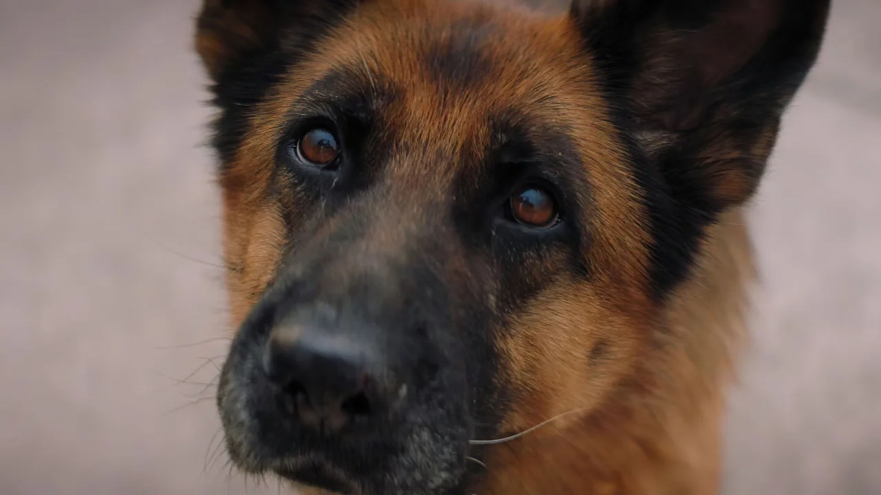 A Dog Named Palma İndir - görsel 4