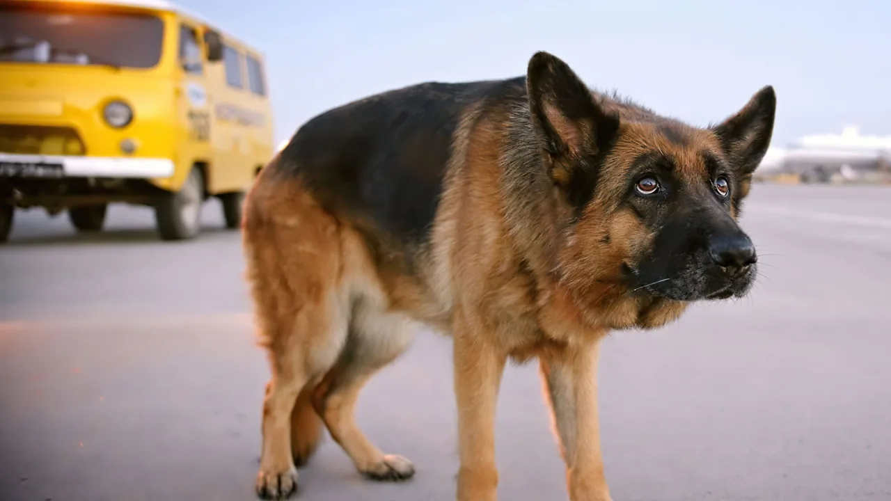 A Dog Named Palma İndir - görsel 5