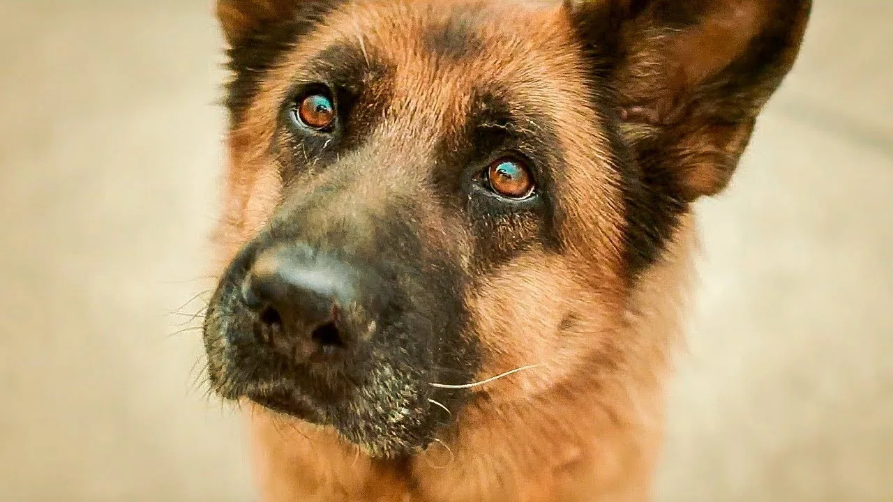 A Dog Named Palma İndir - görsel 6