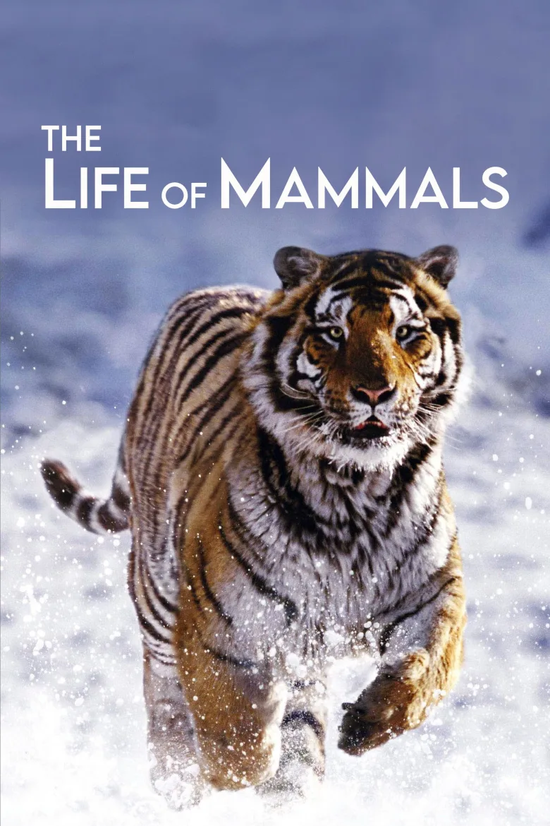 The Life of Mammals 720p Altyazılı İndir - görsel 3