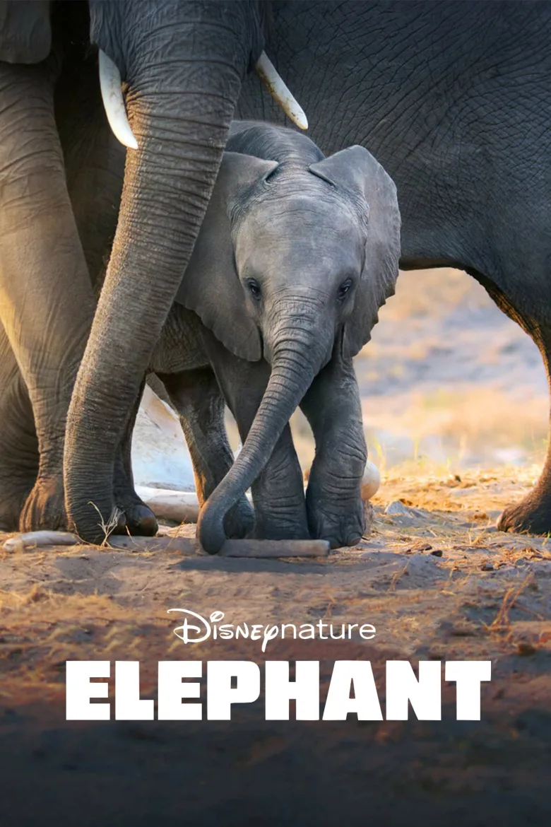 Elephant İndir - görsel 11