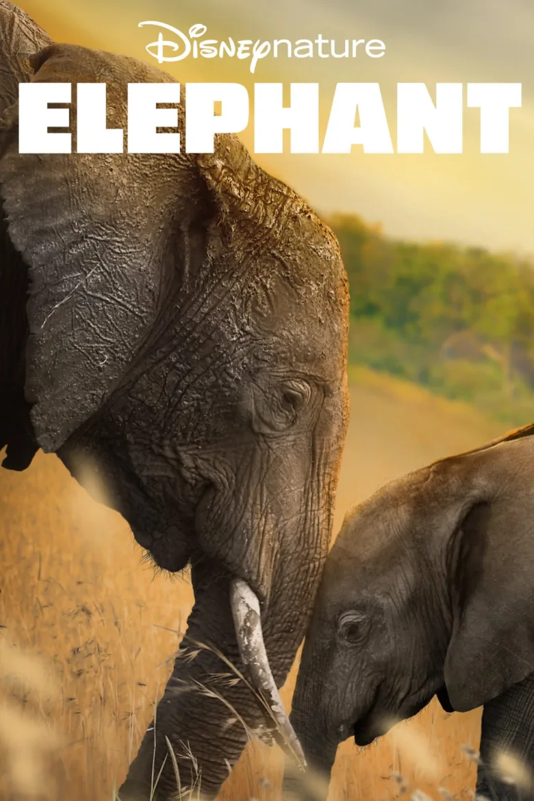 Elephant İndir - görsel 12