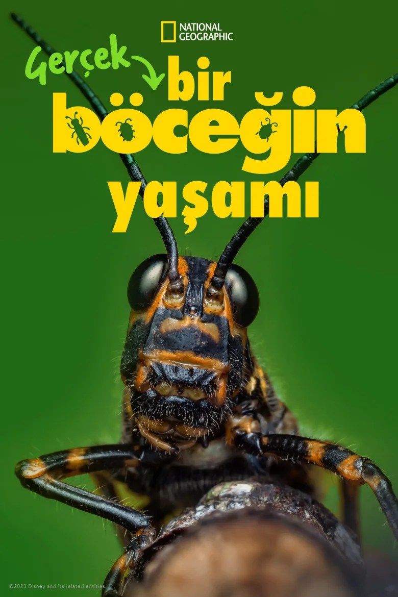 Gerçek Bir Böceğin Yaşamı 1080p İndir - görsel 11