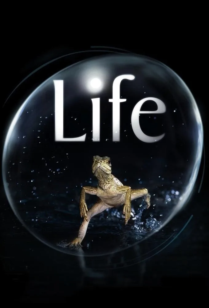 Life - görsel 14