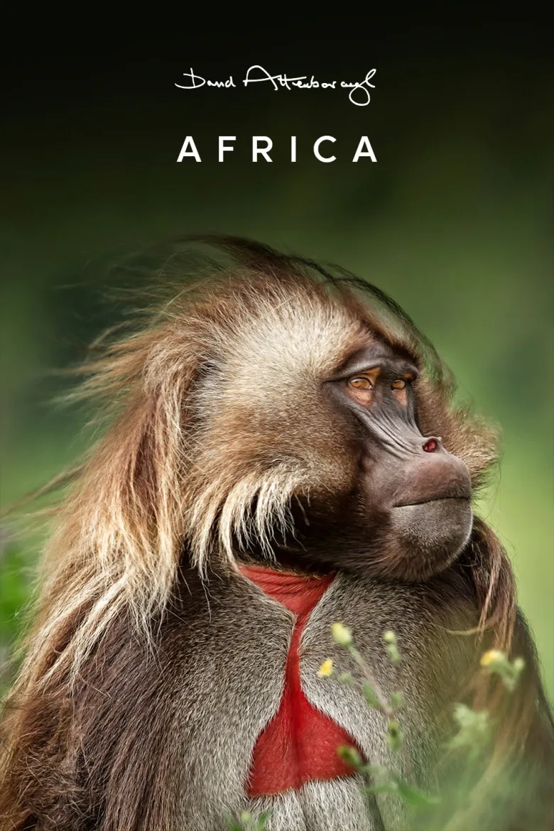 Africa 1080p İndir - görsel 7
