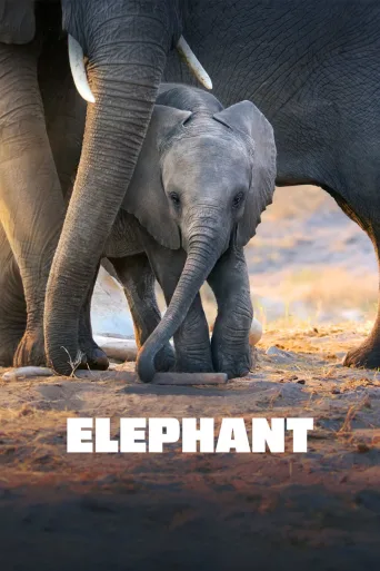 Elephant İndir